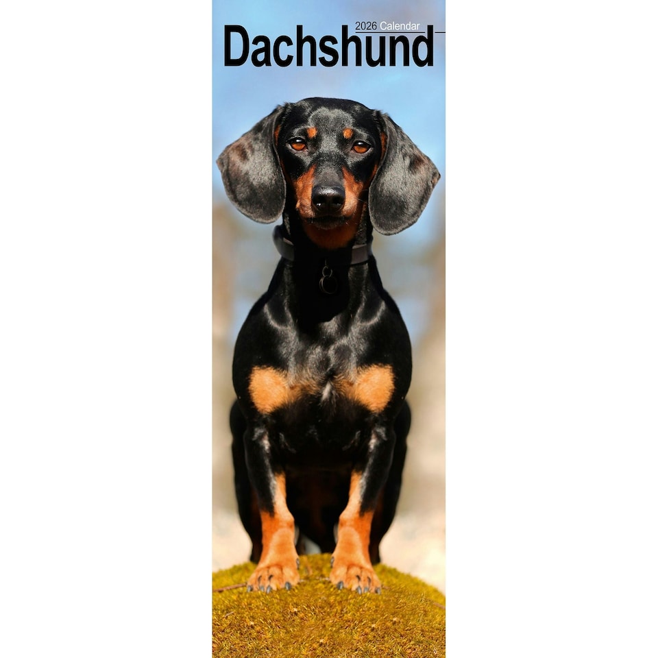 image 1 of Dachshund Slim 2026 Calendar | Slimline Wall Calendar | Dog Breed Gift | Plastic Free Packaging | by Avonside Publishing [Calendar] Avonside Publishing Ltd