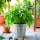 image 3 of White Wash Embossed Zinc Planter (H18 x W20cm) Silver