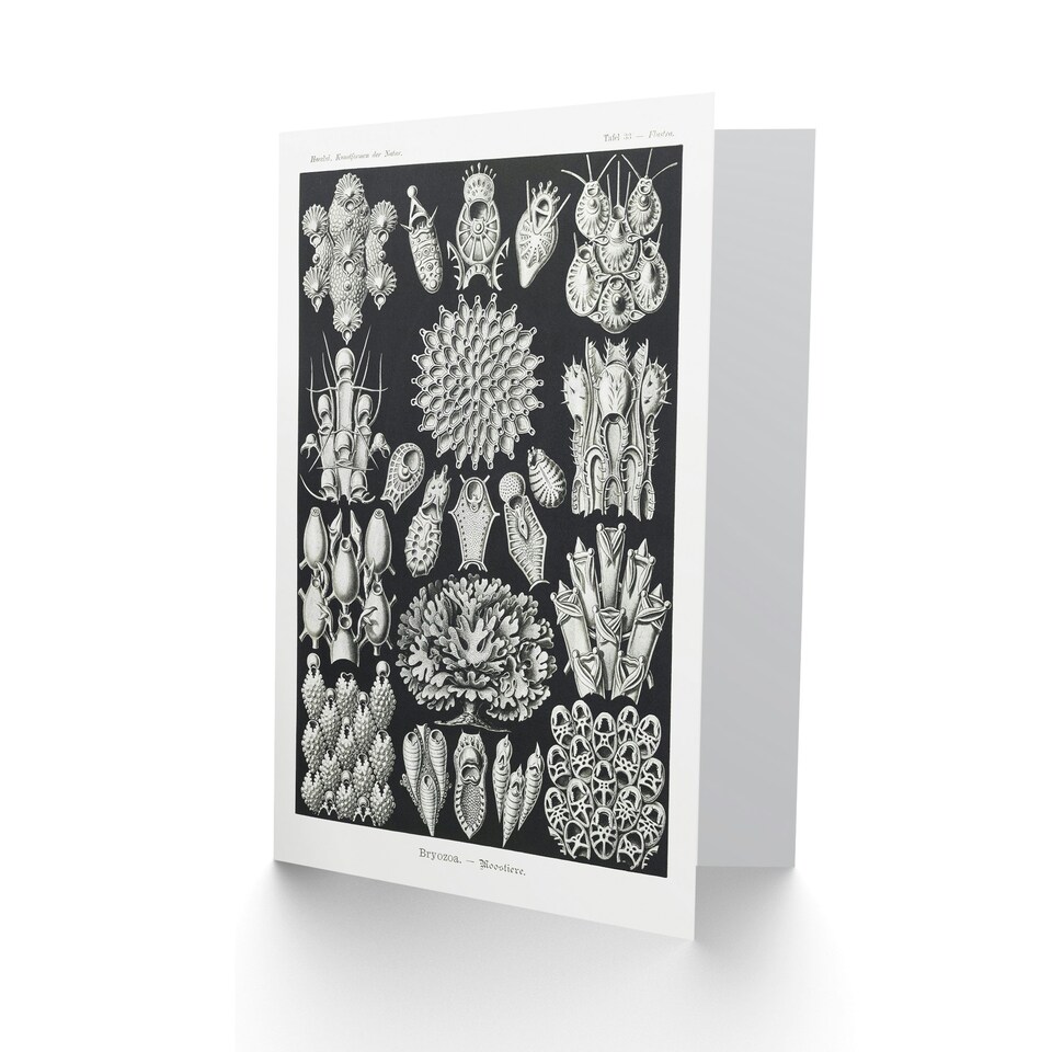 image 1 of Ernst Haeckel Art Card Bryozoa Aquatic Invertebrates
