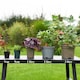 image 4 of Oenothera Sunset Boulevard Perennial Flowers Tangerine to Crimson Blooms 1x 1L Potted Plant