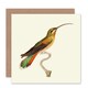 image 1 of Bird Hummingbird Cuvier Female Rufous Belly Art Card