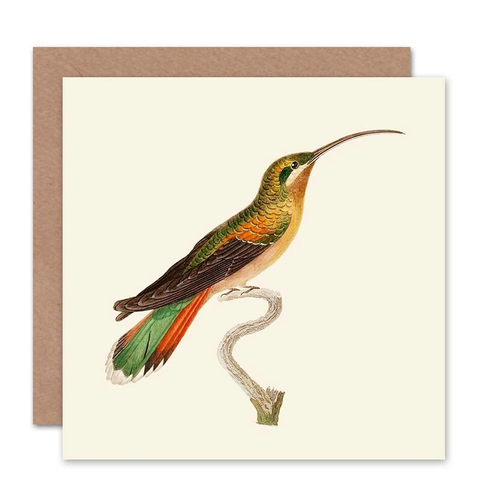 image 1 of Bird Hummingbird Cuvier Female Rufous Belly Art Card