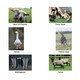 image 3 of Kevin Milner Working Hunter Countryside Greetings Card - White/Grey/Green - One Size