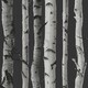 image 1 of Fine Decor Birch Trees Wallpaper - Black/Silver - One Size