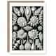 image 1 of Ernst Haeckel Art Card Thalamophora Forams Shells