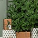 image 3 of 7ft Colorado Spruce Christmas Tree in Green with 763 tips Green | One Size