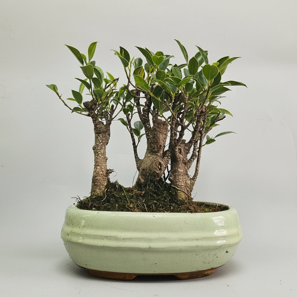 Yorkshire Bonsai Ficus Microcarpa (Banyan Fig) Indoor Bonsai Tree Forest Broom Group In