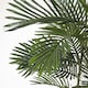 image 4 of Homescapes Areca Palm Tree in Pot, 120 cm Tall
