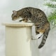 image 8 of PawHut Cat Scratching Post with Sisal Rope Soft Plush Anti-Tip, 85cm, Beige