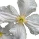 image 1 of Clematis Prince George