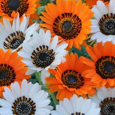 Venidium Fastuosum Jaffa Ice 1 Seed Packet (180 Seeds)