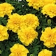 image 2 of Carbeth Plants Marigold Bedding Plants - 6 Pack African Yellow Bedding Plant