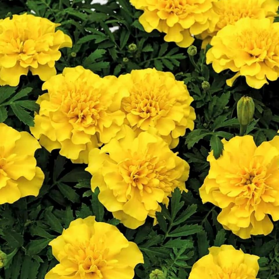 image 1 of Carbeth Plants Marigold Bedding Plants - 6 Pack African Yellow Bedding Plant