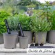 image 2 of Marshalls Garden Thyme Vulgaris 6 x 9cm