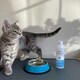 image 2 of Dental Water Additive For Dogs & Cats - Plaque Remover, Treatment for Gums & Tartar, Promotes Fresh Breath - 1000ml