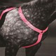 image 3 of Shires Equi-Flector® Breastplate Orange | Colour: Orange
Size: Cob/Full