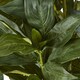 image 3 of Large Peony Plant in Pot - Plastic - L46 x W46 x H71 cm - White