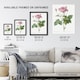 image 3 of Gallic Rose Flower Illustration Redoute Vintage Wall Art Poster Print 12X16"