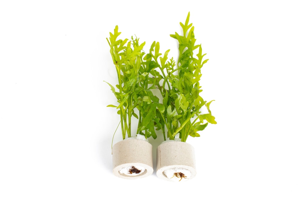 image 1 of Water Sprite (Ceratopteris thalictroides) - Live Aquarium Plant for Background Planting, Low Light - Fish Tank Plant