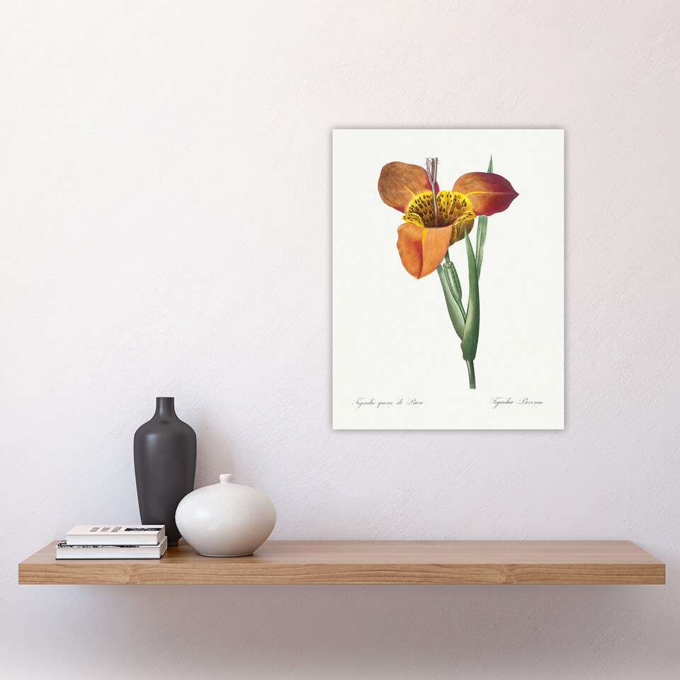 image 1 of Tiger Flower Botanical Redoute Vintage Wall Art Poster Print 12X16"