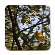 Tree leaves in the sunshine nature photography, leaves and branches (Coaster)