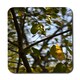 image 1 of Tree leaves in the sunshine nature photography, leaves and branches (Coaster)
