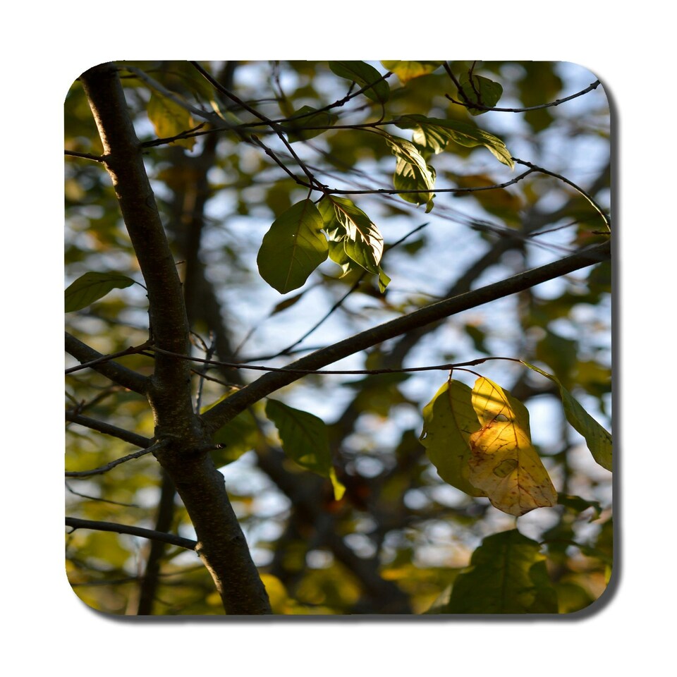 image 1 of Tree leaves in the sunshine nature photography, leaves and branches (Coaster)