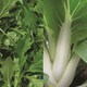 image 2 of Salad Spicy Collection Pack | Multi | Green, White, Purple | Seeds | 4
