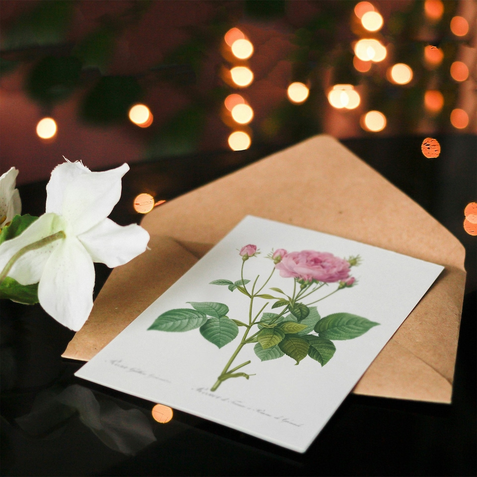image 1 of Pierre-Joseph Redouté Art Card Gallic Rose Vintage Flower Illustration