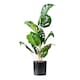 image 1 of 45Cm Monstera in Black Plastic Pot Green | One Size