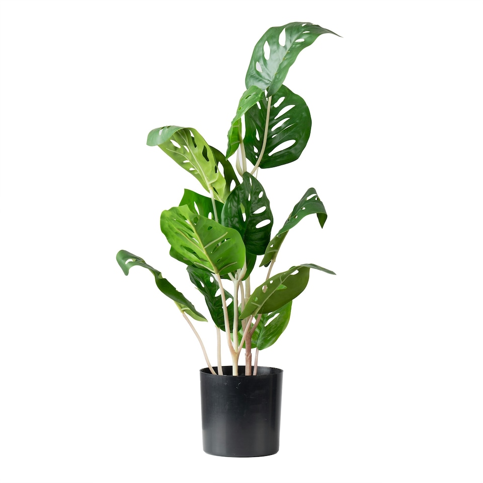 image 1 of 45Cm Monstera in Black Plastic Pot Green | One Size