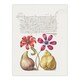 image 1 of Poppy Anemone Fig and Quince Calligraphy Huge Wall Art Print 18X24 In