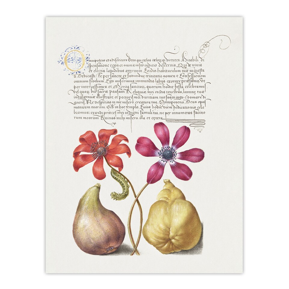 image 1 of Poppy Anemone Fig and Quince Calligraphy Huge Wall Art Print 18X24 In
