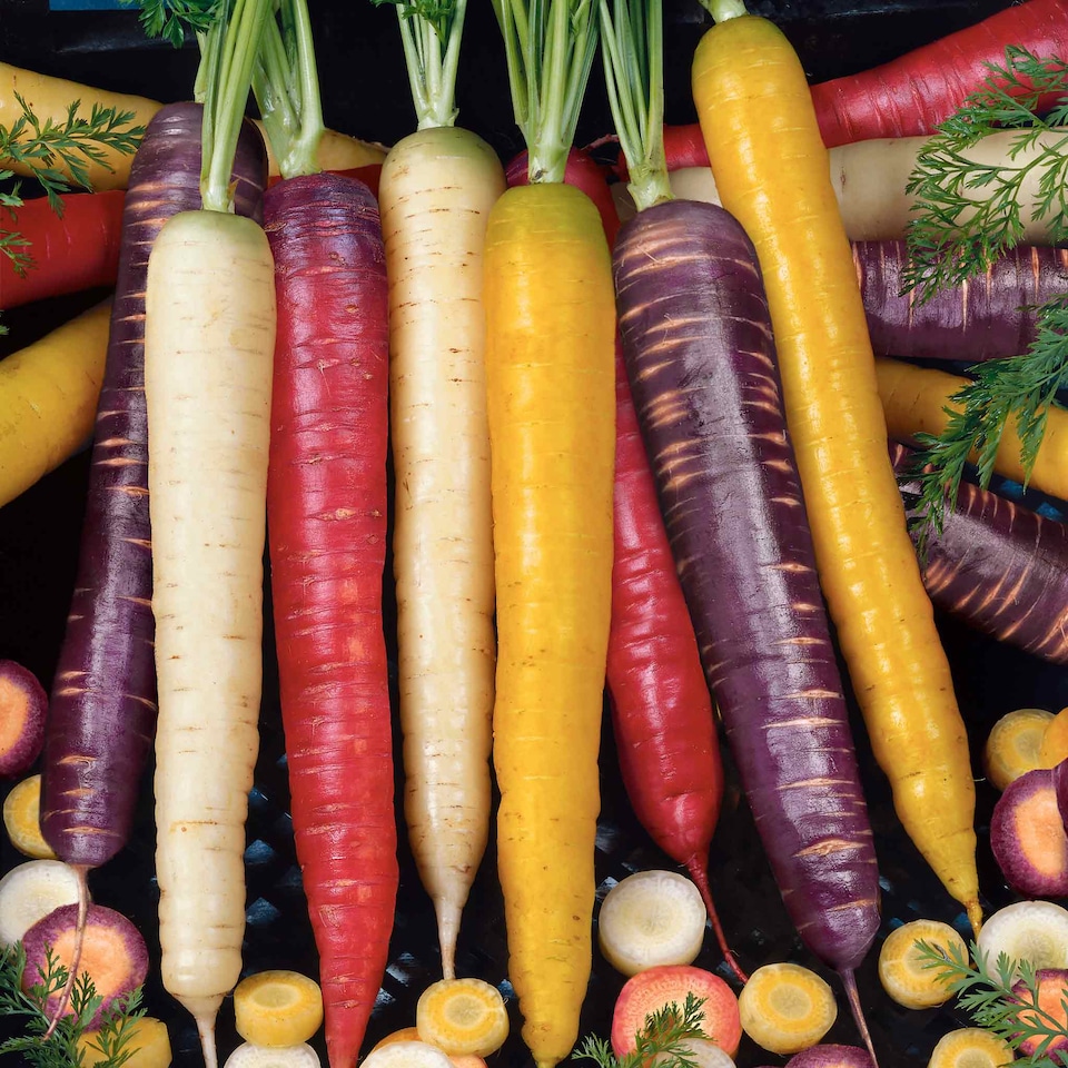 image 1 of Marshalls Garden Carrot Seeds Rainbow Mix F1 Hybrid | Orange | Green, White, Yellow, Orange, Red, Purple | Seeds