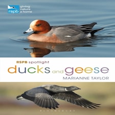 RSPB Spotlight Ducks and Geese Paperback Book