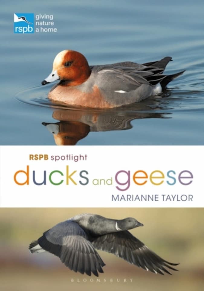 RSPB Spotlight Ducks and Geese Paperback Book