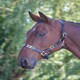 image 4 of Shires Blenheim Leather Polo Headcollar Blue | Colour: Purple/Natural/Navy
Size: Full