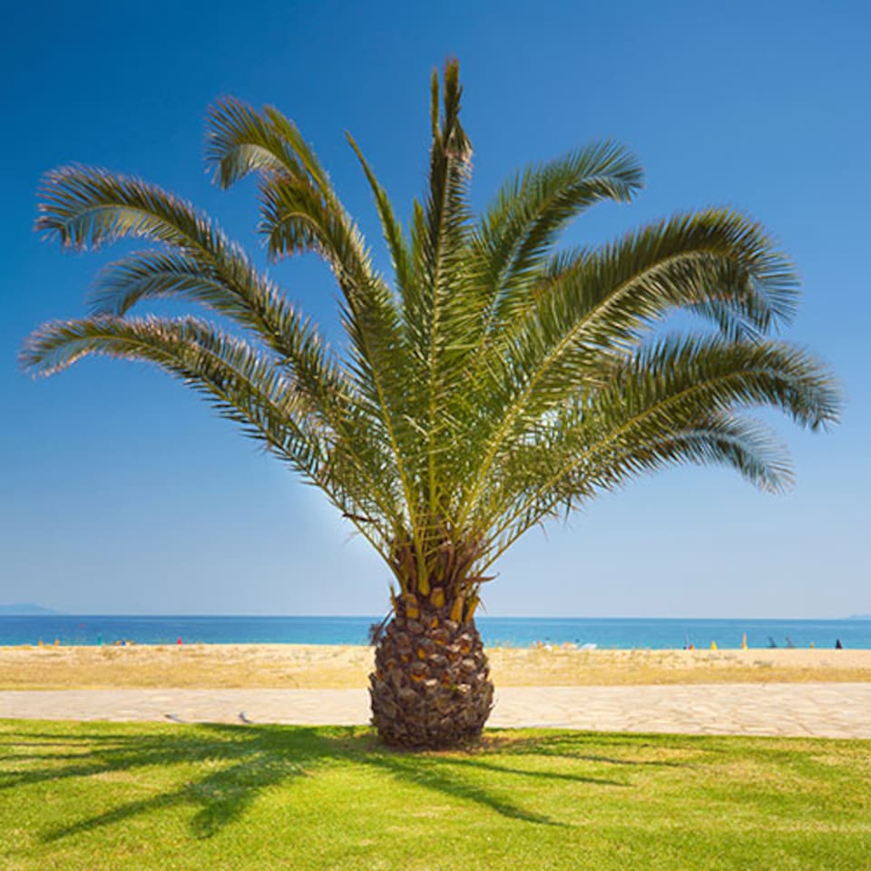 image 1 of YouGarden Phoenix Palm Tree, Established 55-75cm Tall Tree in a 14cm Pot