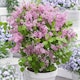 image 2 of Marshalls Garden Syringa 'Flowerfesta Pink' - Dwarf Lilac, 3 x 9cm Pots