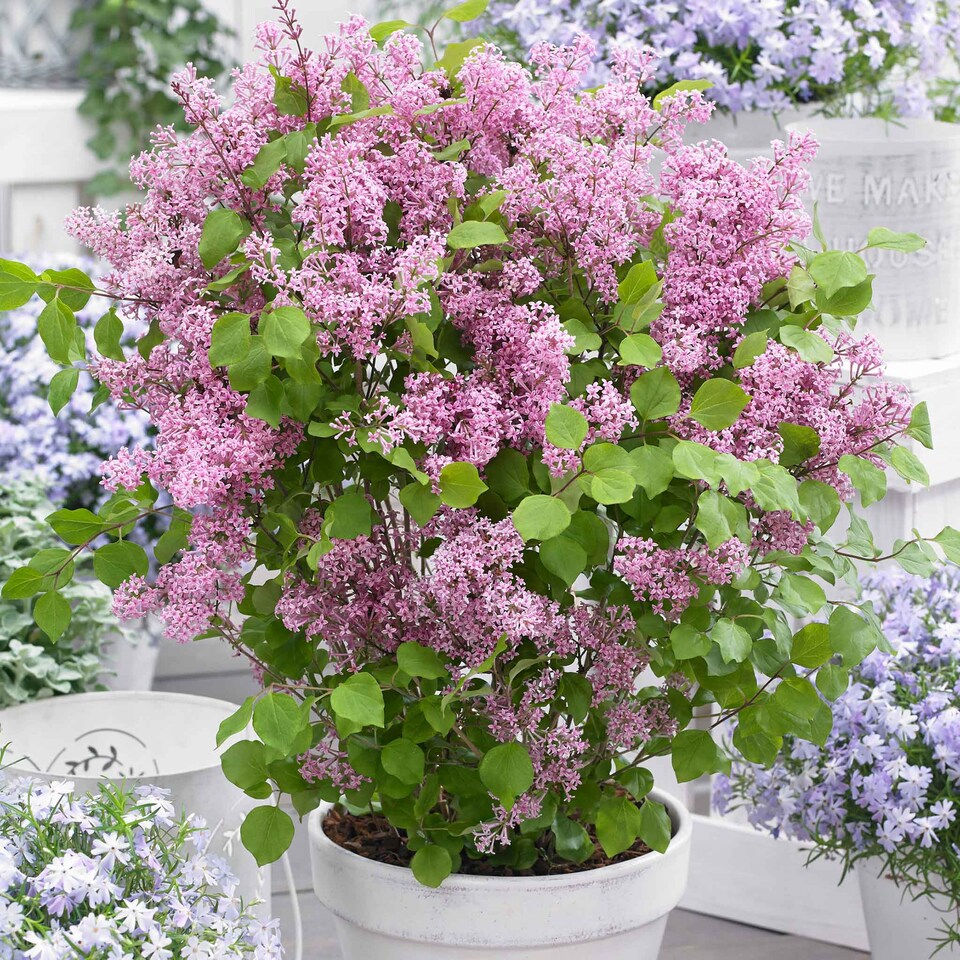image 1 of Marshalls Garden Syringa 'Flowerfesta Pink' - Dwarf Lilac, 3 x 9cm Pots