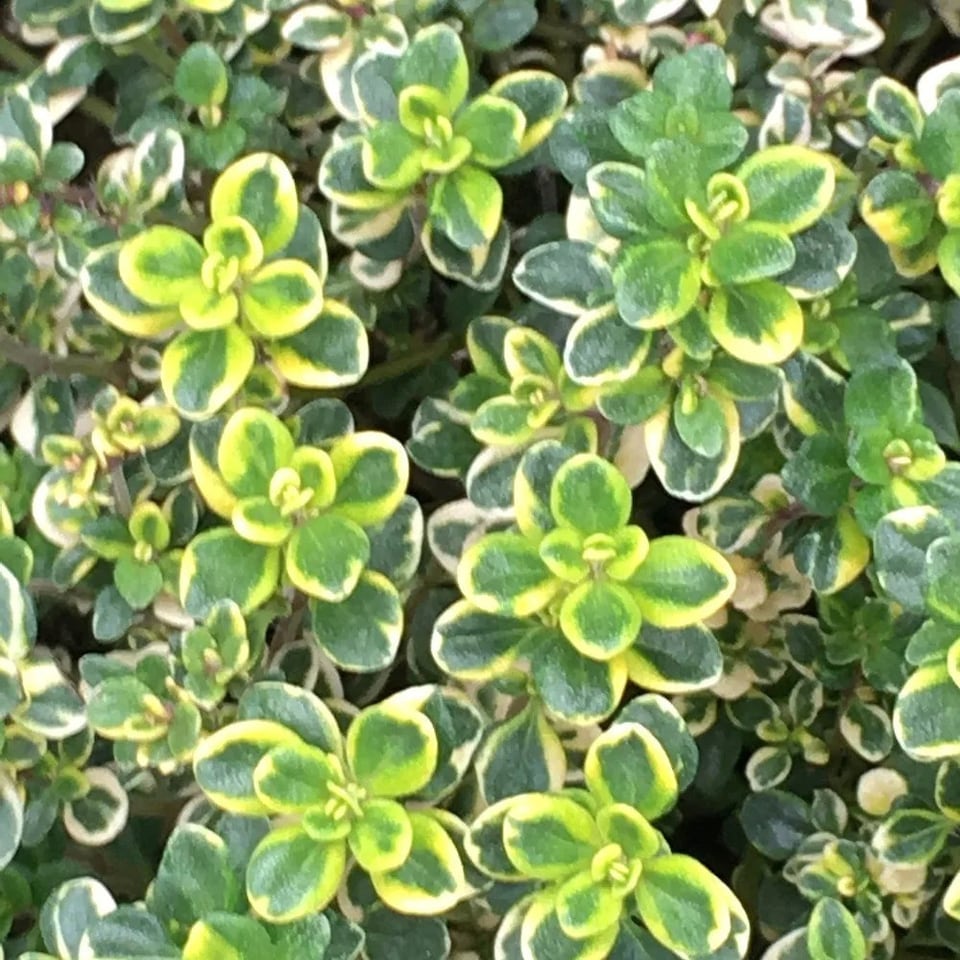 Thyme Lemon Variegated Herb Plant Thymus 9cm Pot | Yellow | Yellow | 9cm Pot | 1