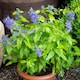 image 2 of Caryopteris Sapphire Dream 9cm Potted Plant x 1