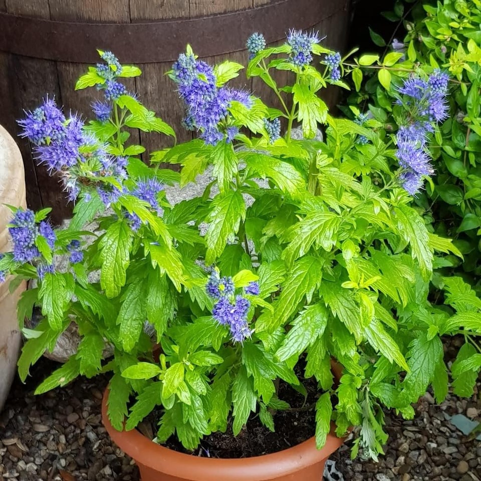 image 1 of Caryopteris Sapphire Dream 9cm Potted Plant x 1