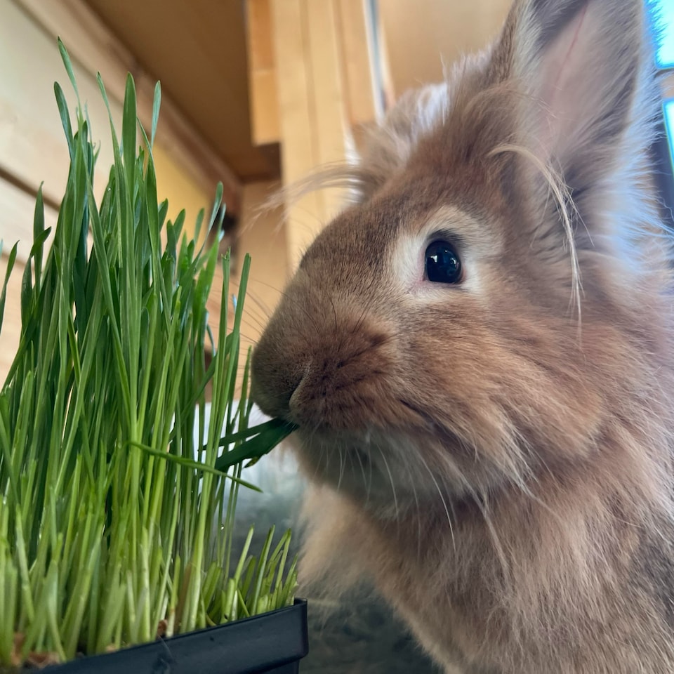 image 1 of 1 x Rabbit Wheat Grass in 13cm Pot - Natural Treat & Enrichment Plant - Edible Grass for Rabbits, Guinea Pigs & Small Pets
