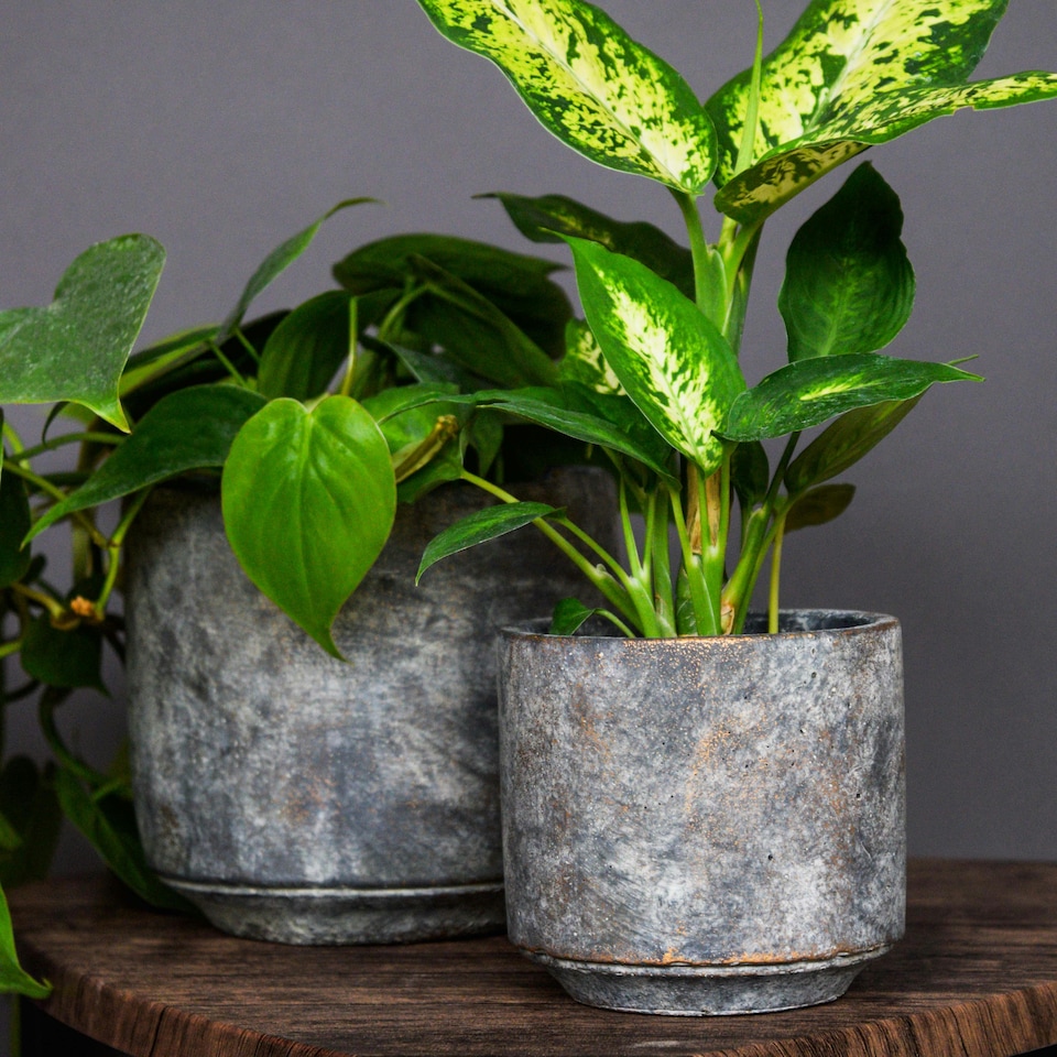 image 1 of Tivoli Planter - Cement - L26 x W26 x H25 cm - Earth | Multi