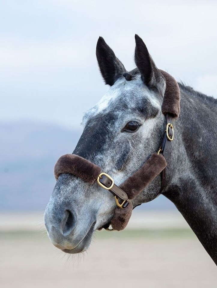image 1 of Shires Performance Supafleece Halter Fleeces | Brown | Size: 9Pc
Colour: Brown