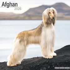 Afghan 2026 Calendar | Square Wall Calendar | Dog Breed Gift | Plastic Free Packaging | by Avonside Publishing