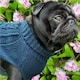 image 5 of HugglePets Legacy Cable Knit Dog Jumper Blue | L