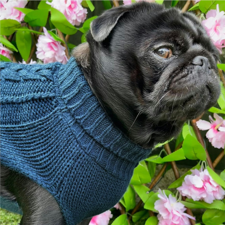 image 1 of HugglePets Legacy Cable Knit Dog Jumper Blue | L