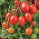 image 2 of Tomato (Cherry Plum) Montello F1